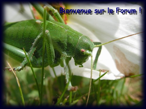 Les Sauterelles et les Criquets