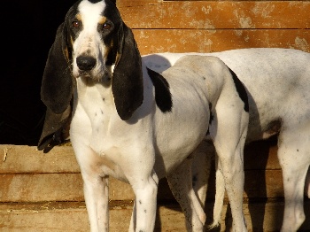 club rencontre pour chien