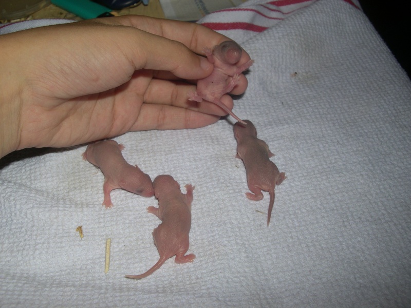 reproduction rat