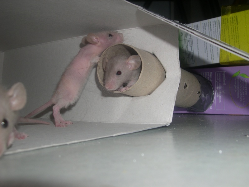 reproduction rat jeu