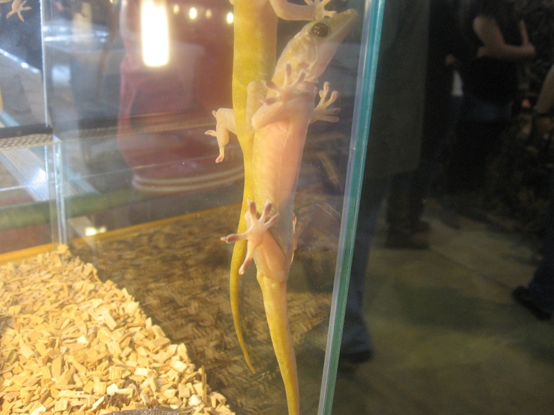 gecko auratus