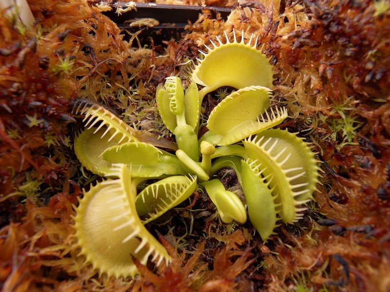 16. Carnivine (BULBAPEDIA, 2019); 17. Dionaea sp. (Imagem retirada de