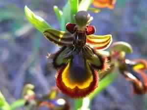 ophrys10.jpg