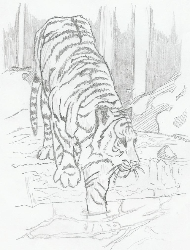 tigre-10.jpg