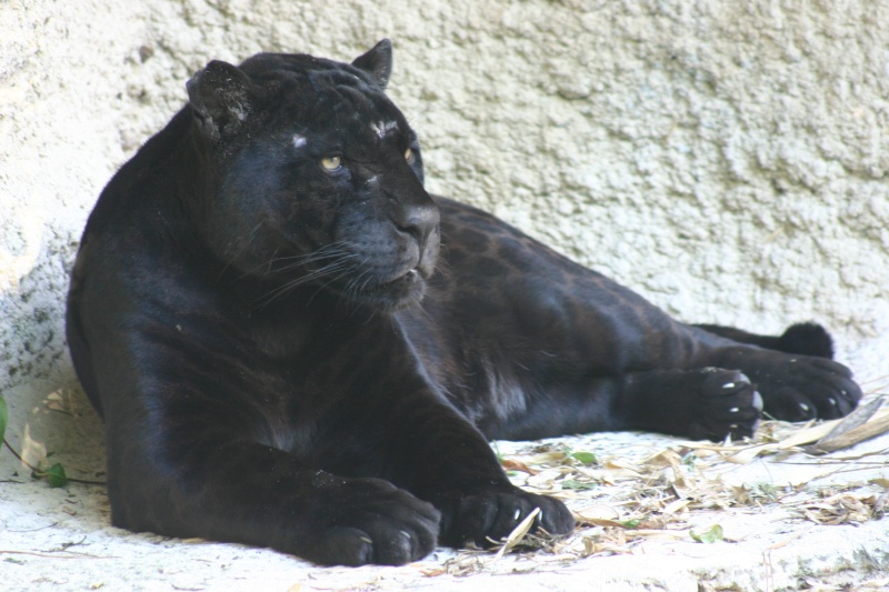 jaguar14.jpg