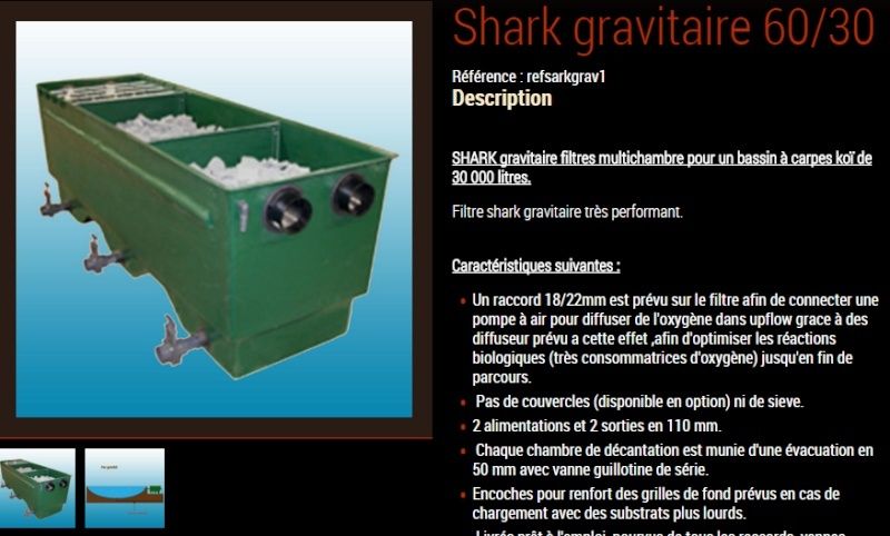 shark10.jpg