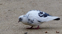 pigeon12.jpg