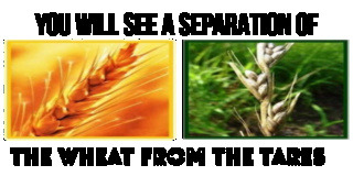 wheat-11.png